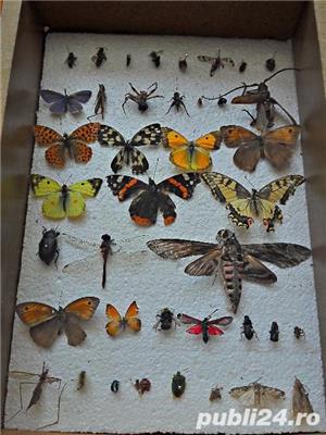 Insectar pentru scoala- insecte - imagine 2