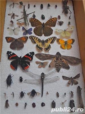 Insectar-insecte deosebite