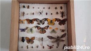 Insectar scoala/ insecte/colectie - imagine 2