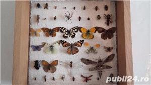 Insectar scoala/ insecte/colectie - imagine 3