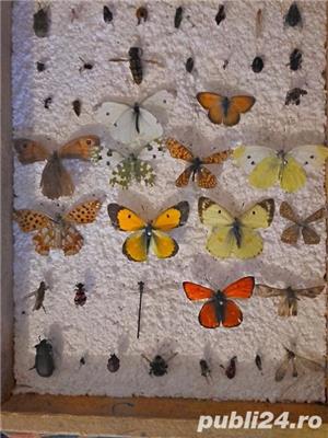 Insectar - insecte pt scoala - imagine 2