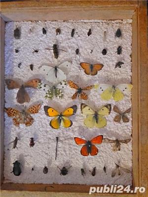 Insectar - insecte pt scoala