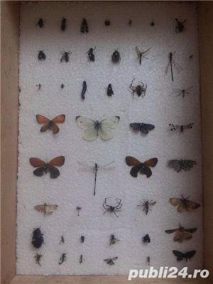 Doua insectare -45-50 insecte - imagine 2