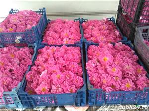 Butași trandafiri Rainbow - imagine 6