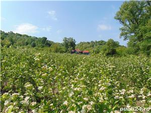 Vand fructe si produse din Aronia Bio: tinctura, otet, dulceata, sirop, concentrat - plantatie Gorj - imagine 5