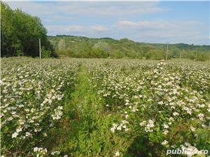 Vand fructe si produse din Aronia Bio: tinctura, otet, dulceata, sirop, concentrat - plantatie Gorj - imagine 6