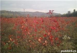 Vand fructe si produse din Aronia Bio: tinctura, otet, dulceata, sirop, concentrat - plantatie Gorj - imagine 7