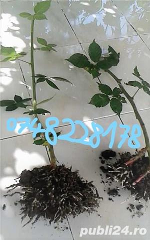 Plantatie stoloni de capsuni timpurii, tarzii, Romanesc si Regina Elisabeta a-II-a remontant - imagine 4