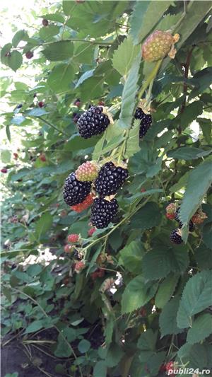 Mure de cultura dulci Thornfree - imagine 4