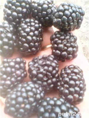 Mure de cultura dulci Thornfree - imagine 3