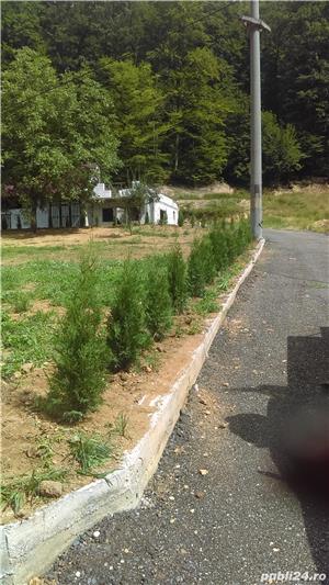 Vand  tuia braband - imagine 2