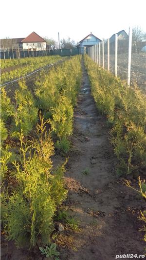 Vand  tuia braband - imagine 4