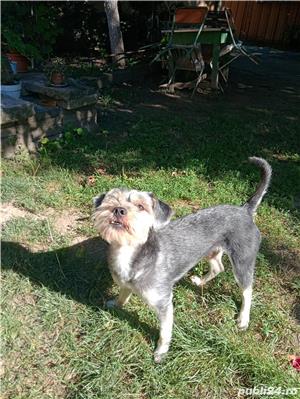 Monta Terrier Mascul - imagine 3