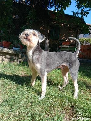 Monta Terrier Mascul - imagine 4