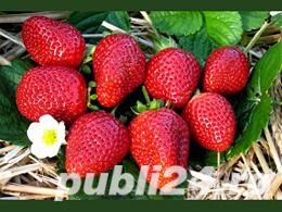 Albion si San Andreas, Murano si Portala - imagine 3