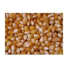 Porumb pentru floricele (popcorn)ecologic,bio,natural,netratat chimic din septembrie 2022