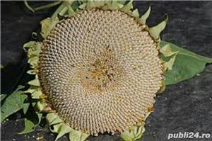 Seminte de floarea soarelui crude,vrac, in floare sau prajite din 2019,ecologice,bio,naturale