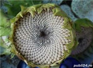 Seminte de floarea soarelui crude,vrac, in floare sau prajite din 2019,ecologice,bio,naturale - imagine 8
