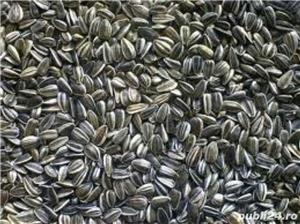 Seminte de floarea soarelui crude,vrac, in floare sau prajite din 2019,ecologice,bio,naturale - imagine 4
