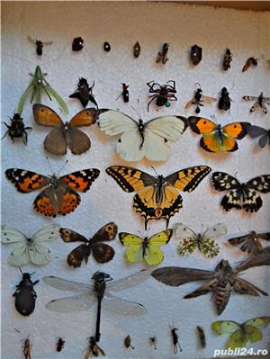 Insectar deosebit  insecte-scoala - imagine 2