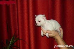 Vand chihuahua!! - imagine 8