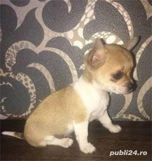 Vand chihuahua!! - imagine 9