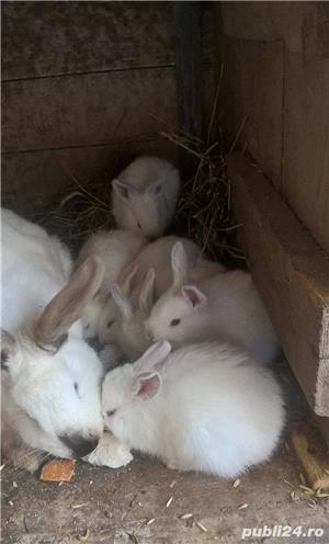 Vand iepuri din rasa california-californian!! - imagine 2