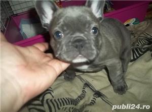 Vand bulldog/buldog francez blue(albastru)gri,femele si masculi!! - imagine 2