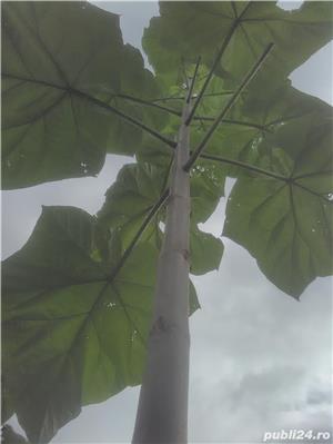 paulownia tomentosa hibrid - imagine 5