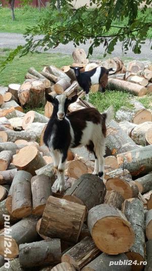 Tai lemne de foc cu drujba