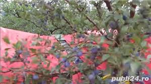 Utilaj recoltat prune, cirese,visine, alune,nuci, migdale,caise - imagine 3