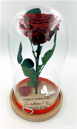 Trandafiri criogenati BiaRose 10-12 cm in cupola de sticla 30cm - imagine 2