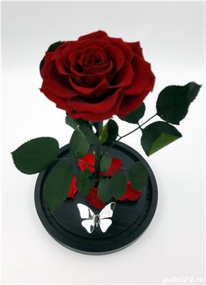 Trandafiri criogenati BiaRose 10-12 cm in cupola de sticla 30cm - imagine 11