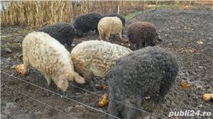 Porci si purcei mangalita