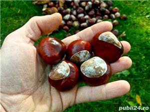 Tinctura de castane - naturala 100% - imagine 2