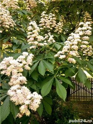 Tinctura de castane - naturala 100% - imagine 6