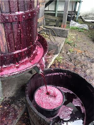 Vând vin din soiuri nobile(Tamaioasa românească,Merlot ,cabernet,cramposie,sauvignon) - imagine 5