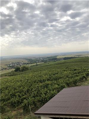 Vând vin din soiuri nobile(Tamaioasa românească,Merlot ,cabernet,cramposie,sauvignon) - imagine 3