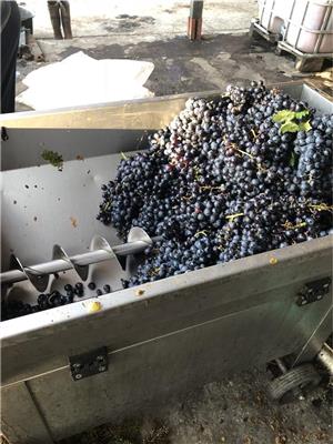 Vând vin din soiuri nobile(Tamaioasa românească,Merlot ,cabernet,cramposie,sauvignon) - imagine 4