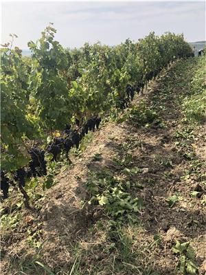 Vând vin din soiuri nobile(Tamaioasa românească,Merlot ,cabernet,cramposie,sauvignon) - imagine 6