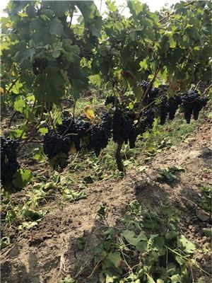 Vând vin din soiuri nobile(Tamaioasa românească,Merlot ,cabernet,cramposie,sauvignon) - imagine 7