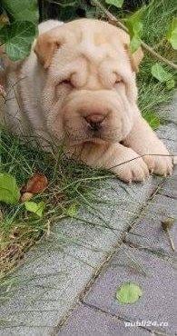 Vand shar-pei!! - imagine 4