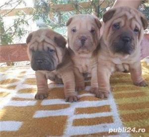 Vand shar-pei!! - imagine 3