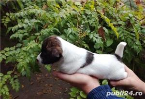 Vand pui de jack russell terrier/jack russel terrier!! - imagine 3