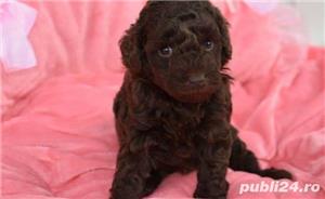 Vand pudel/caniche(canis)!! - imagine 2