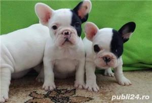 Pui de bulldog-buldog francez - imagine 3