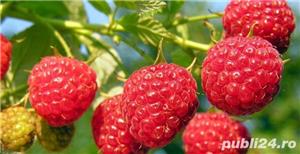 Vand butasi de zmeur