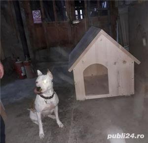 Cu?ca de câine  - imagine 5