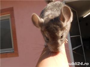 Chinchila - imagine 3