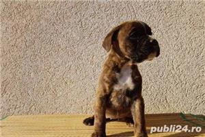 Pui caine boxer german - imagine 5